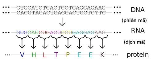 [CHUẨN NHẤT] Một bộ ba chỉ mã hóa cho một loại axit amin điều này chứng tỏ mã di truyền có tính