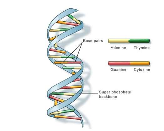 Một chu kì xoắn của ADN gồm bao nhiêu nuclêôtit?