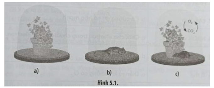 Bài 5.6 trang 19 SBT Sinh học 11: Một nhà khoa học đã tiến hành một thí nghiệm được mô tả như Hình 5.1, cả ba chuông thuỷ tinh đều được đặt ở nơi có đủ ánh sáng