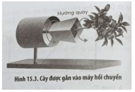 13 trang 52 SBT Sinh học 11: Một nhà thực vật học đã đặt cây nằm ngang trên máy hồi chuyển (Hình 15.3)