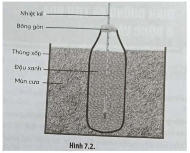 Bài 7.7 trang 25 SBT Sinh học 11: Một thí nghiệm về hô hấp ở thực vật được mô tả như Hình 7.2.