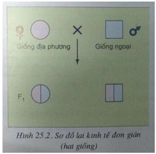 [CHUẨN NHẤT] Mục đích của nhân giống thuần chủng là gì (ảnh 3)