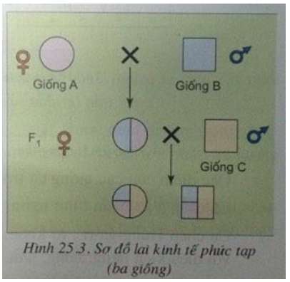 [CHUẨN NHẤT] Mục đích của nhân giống thuần chủng là gì (ảnh 4)