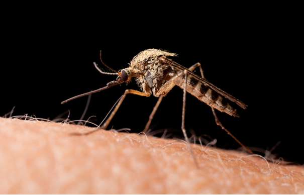 Muỗi sống được bao lâu (ảnh 2)