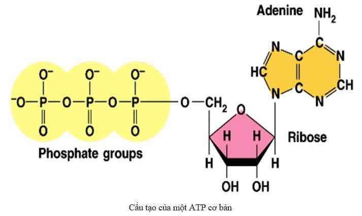 Năng lượng của ATP tích lũy ở