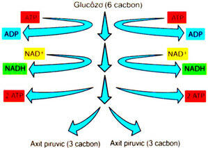 Năng lượng giải phóng khi tế bào tiến hành đường phân 1 phân tử glucôzơ là