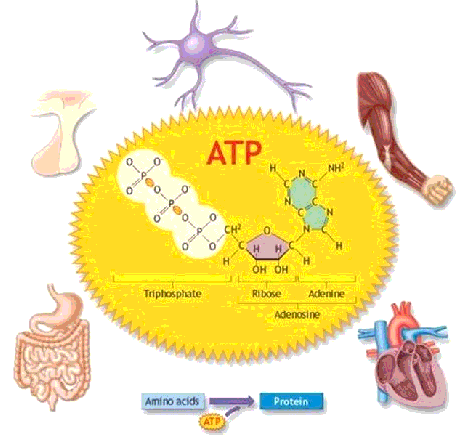 Năng lượng nạp vào phân tử ATP để cung cấp cho các hoạt động sống được cơ thể lấy từ quá trình nào?