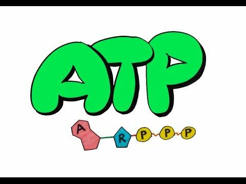 Năng lượng trong ATP là dạng năng lượng