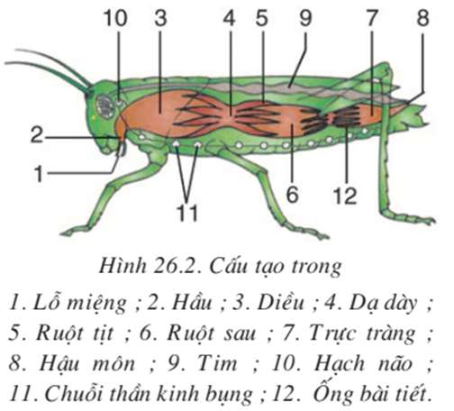 Nêu ba đặc điểm giúp nhận dạng châu chấu nói riêng và sâu bọ nói chung? (ảnh 3)