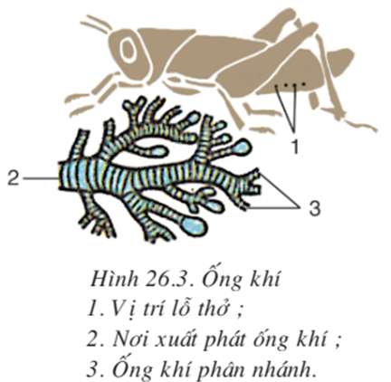 Nêu ba đặc điểm giúp nhận dạng châu chấu nói riêng và sâu bọ nói chung? (ảnh 4)