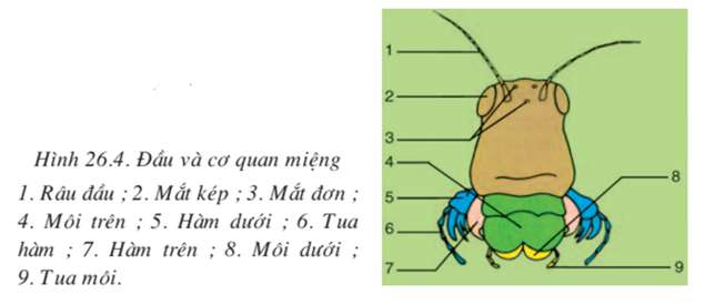 Nêu ba đặc điểm giúp nhận dạng châu chấu nói riêng và sâu bọ nói chung? (ảnh 5)