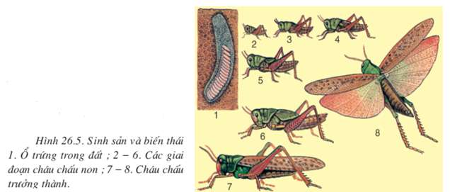 Nêu ba đặc điểm giúp nhận dạng châu chấu nói riêng và sâu bọ nói chung? (ảnh 6)
