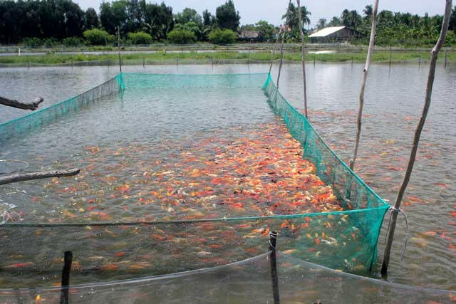 Nêu các bước trong quy trình nuôi cá trong ao