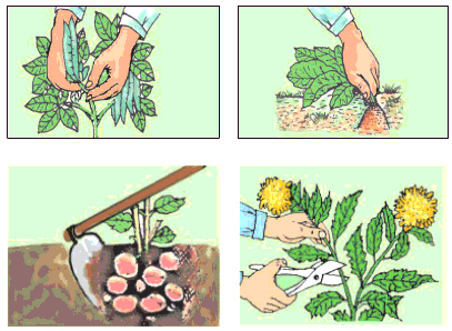 Nêu cách thu hoạch các loại nông sản sau đây lúa khoai lang đậu xanh cà rốt