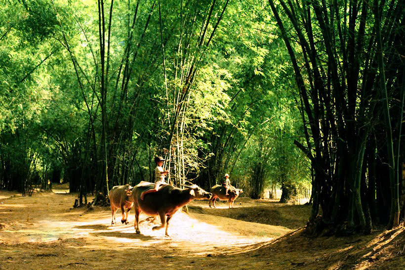 Nêu cảm nhận về đoạn thơ trong bài Tre Việt Nam (Bão bùng thân bọc lấy thân)