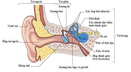 Nêu cấu tạo của tai phù hợp với chức năng thu nhận sóng âm