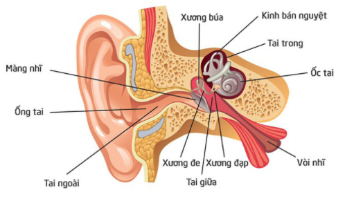 Nêu cấu tạo của tai phù hợp với chức năng thu nhận sóng âm (ảnh 2)
