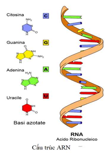 Nêu cấu tạo hóa học của ARN? (ảnh 2)
