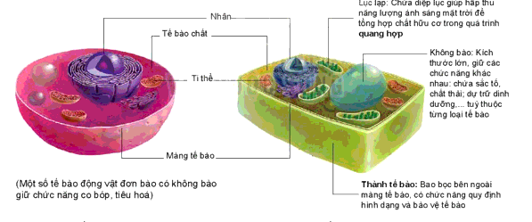 Nêu cấu tạo và chức năng của thành tế bào và màng tế bào?