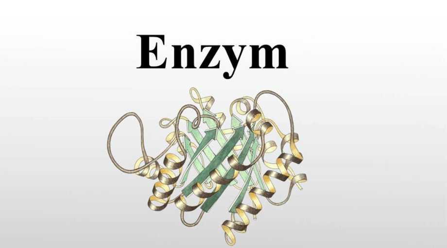 [CHUẨN NHẤT] Nêu cấu trúc và cơ chế tác động của enzim