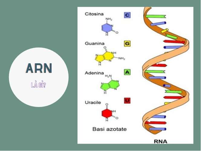 [CHUẨN NHẤT] Nêu đặc điểm cấu tạo của ARN?