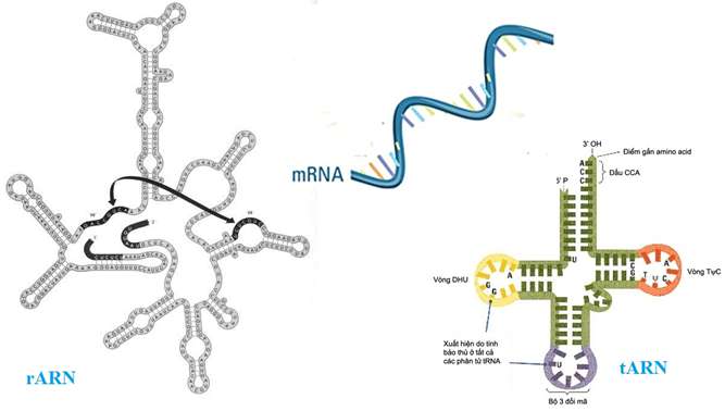 [CHUẨN NHẤT] Nêu đặc điểm cấu tạo của ARN? (ảnh 2)