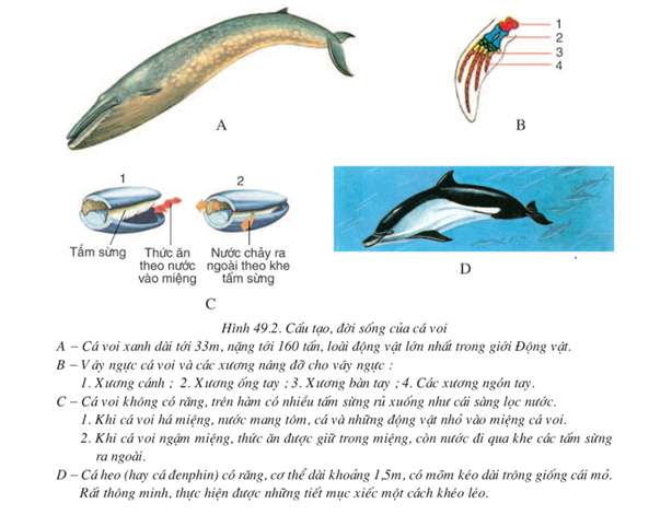 [CHUẨN NHẤT] Nêu đặc điểm của bộ dơi và bộ cá voi (ảnh 4)