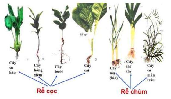 Nêu đặc điểm của rễ thích nghi với chức năng hút nước?