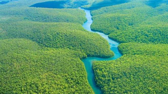 [CHUẨN NHẤT] Nêu đặc điểm của rừng Amazon?