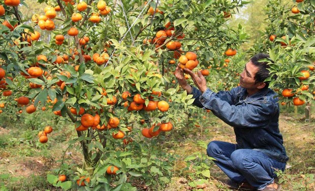 Nêu giá trị của việc trồng cây ăn quả