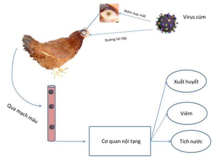 Nêu nguyên nhân gây bệnh và biện pháp phòng, trị một số bệnh phổ biến ở gà