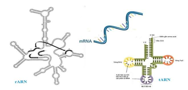 Nếu so với đường cấu tạo ADN  thì phân tử đường cấu tạo ARN? (ảnh 2)