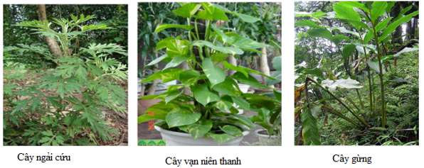 Nêu sự khác nhau giữa thực vật ưa sáng và ưa bóng (ảnh 2)