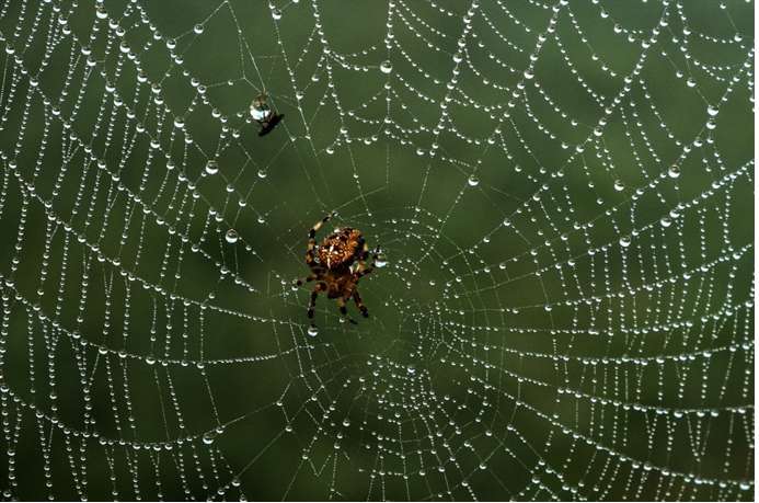 Nêu tập tính thích nghi với lối sống của nhện