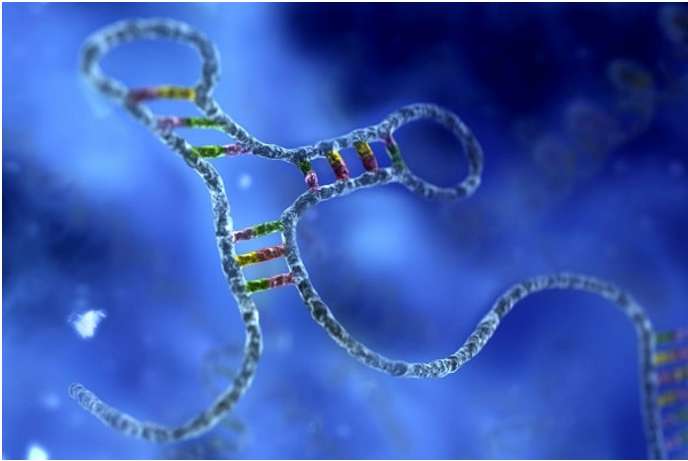 Nêu vai trò của Enzim ligaza trong nhân đôi ADN