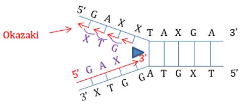 [CHUẨN NHẤT] Nêu vai trò của enzim ligase trong quá trình nhân đôi ADN (Hình 3)