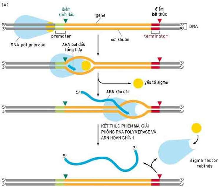 [CHUẨN NHẤT] Nêu vai trò của enzim xúc tác quá trình phiên mã (ảnh 2)