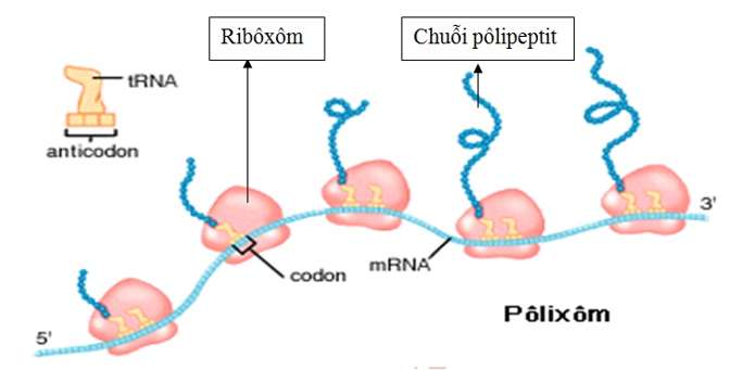[CHUẨN NHẤT]    Nêu vai trò của pôliribôxôm trong tổng hợp prôtêin