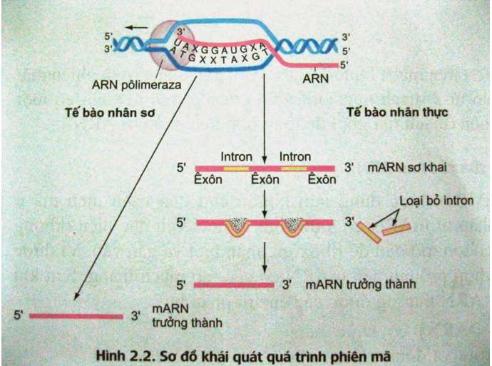 [CHUẨN NHẤT] Nêu vai trò của Pôliribôxôm trong quá trình tổng hợp Protein (ảnh 2)