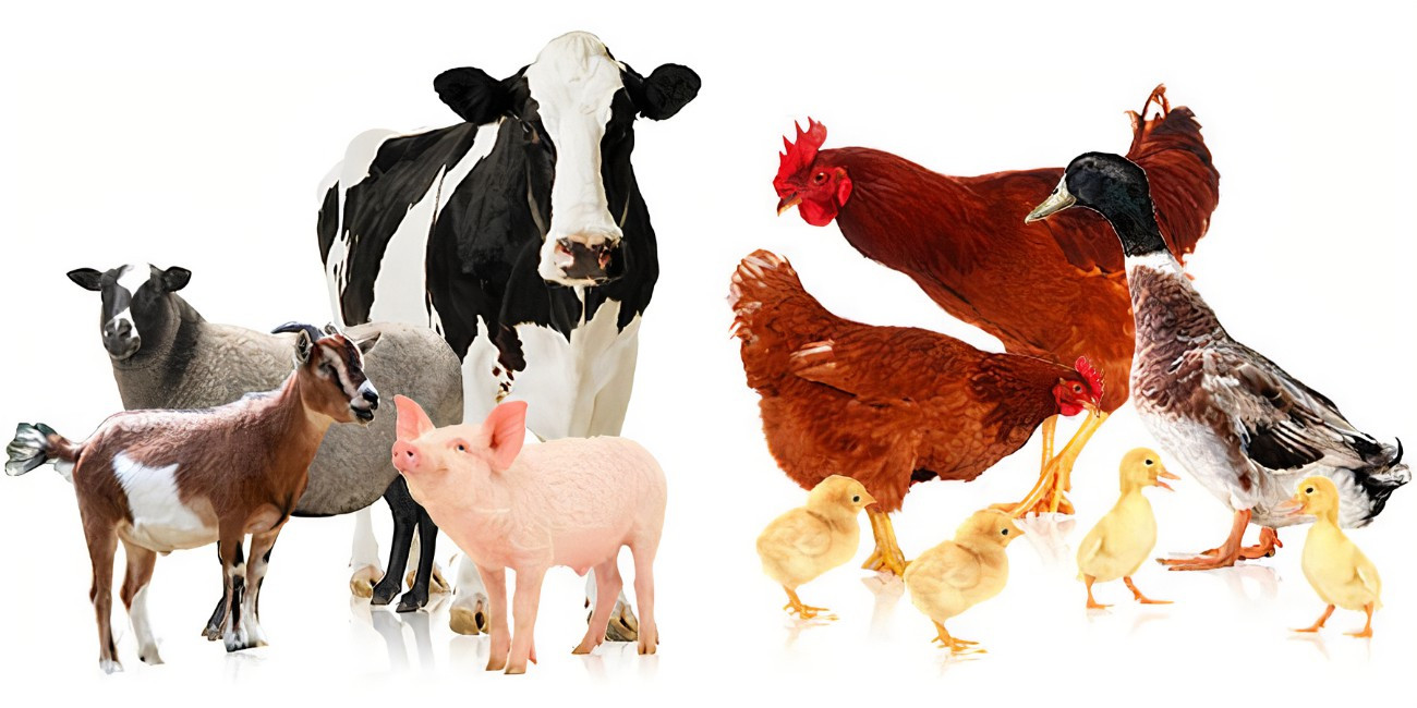 Nêu ví dụ ảnh hưởng của các nhân tố bên ngoài đến sinh trưởng và phát triển ở gia súc.