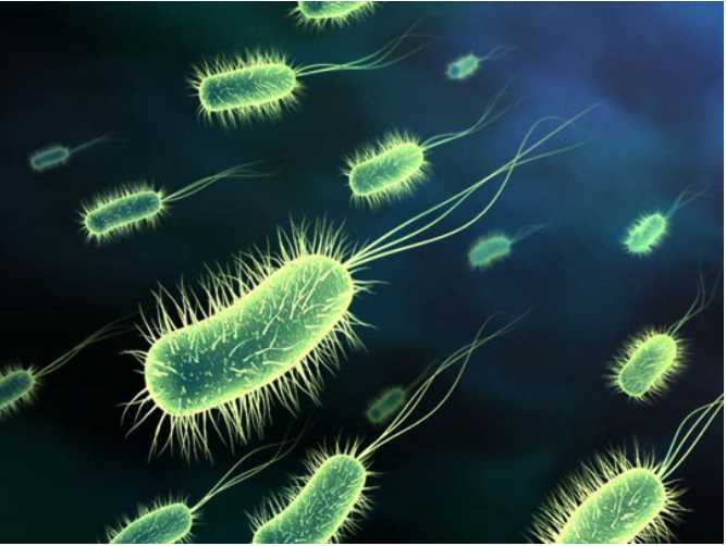 Người ta chuyển một số vi khuẩn e coli 