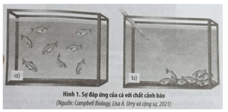 Câu 1 trang 67 SBT Sinh học 11: Người ta tiến hành một thí nghiệm (Hình 1) như sau: Thả một đàn cá vào trong bể nuôi, các con cá di chuyển tự do trong bể (a).