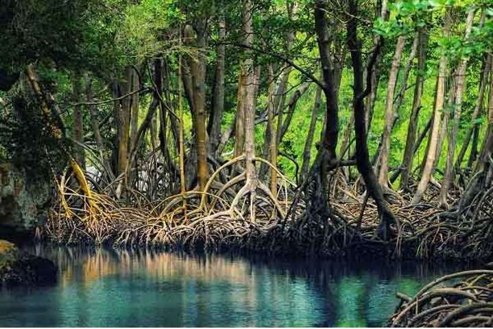 Nguyên nhân nào sau đây làm cho diện tích rừng ngập mặn ở nước ta hiện nay bị thu hẹp nhiều?