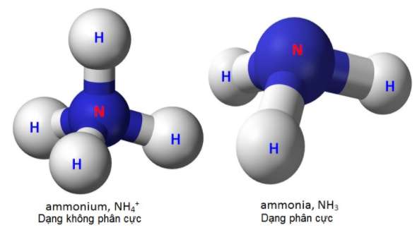 [CHUẨN NHẤT]    NH3 tạo NH4NO3, amoniac tạo muối amoni nitrat, NH3 tạo muối amoni nitrat