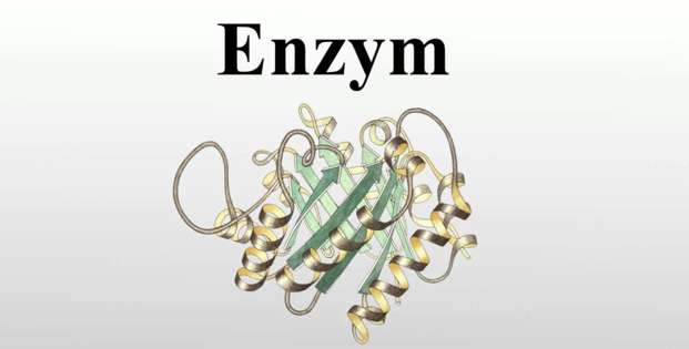 Những chất nào trong các chất trên là Enzim?