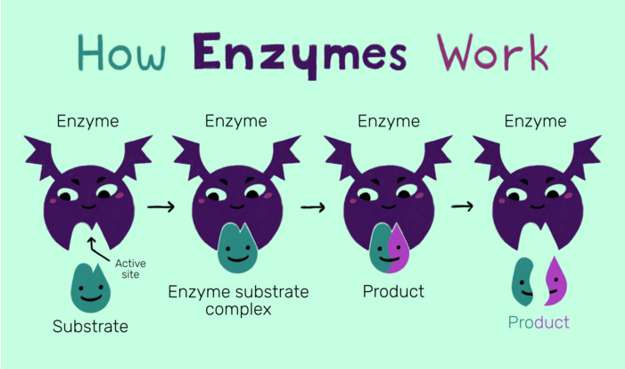 Những chất nào trong các chất trên là Enzim? (ảnh 2)