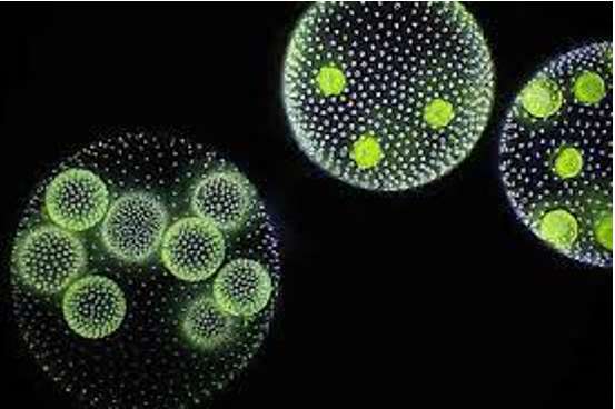 Giới sinh vật đa bào và sinh vật nhân thực là gì?  (ảnh 2)