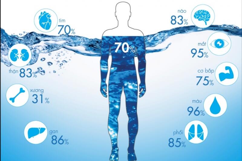 Nước chiếm bao nhiêu phần trăm trong cơ thể