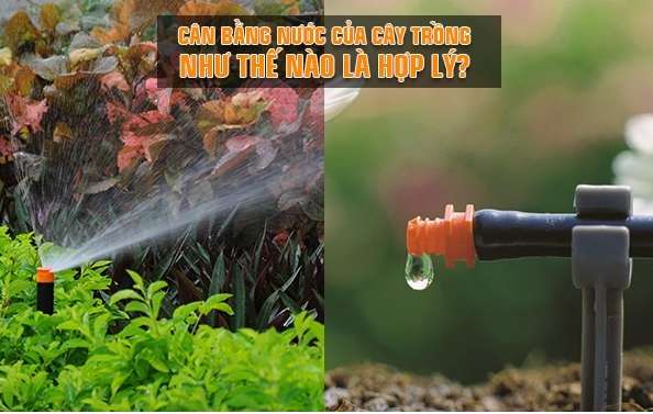 Ở thực vật trưởng thành, thoát hơi nước chủ yếu qua?  (ảnh 3)