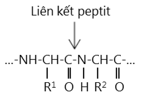 peptide là gì?  (ảnh 2)